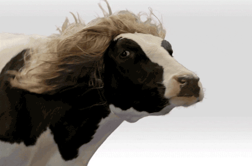 Une vache avec une perruque